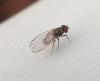 Drosophila subobscura